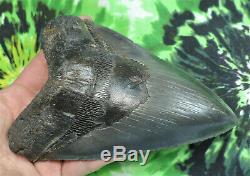 Megalodon Sharks Tooth 5 5/8'' inch HUGE! NO RESTORATIONS fossil sharks teetH
