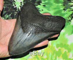 Megalodon Sharks Tooth 5 5/8'' inch HUGE! NO RESTORATIONS fossil sharks teeth