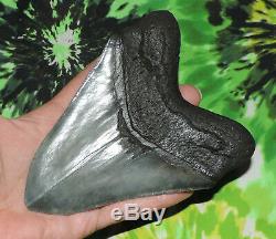 Megalodon Sharks Tooth 5 5/8'' inch HUGE! NO RESTORATIONS fossil sharks teeth