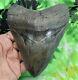 Megalodon Sharks Tooth 5 7/16'' Inch No Restorations Fossil Sharks Teeth Tooth