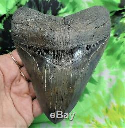Megalodon Sharks Tooth 5 7/16'' inch NO RESTORATIONS fossil sharks teeth tooth