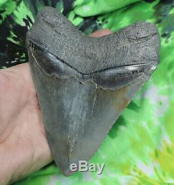 Megalodon Sharks Tooth 5 7/16'' inch NO RESTORATIONS fossil sharks teeth tooth