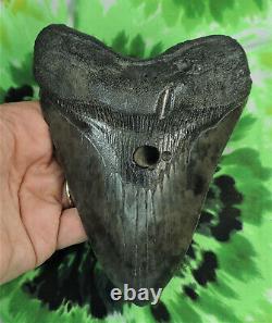 Megalodon Sharks Tooth 5 7/8'' inch NO RESTORATIONS fossil sharks teeth tooth