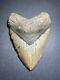 Megalodon Sharks Tooth 5.98 Inch No Restorations Fossil Sharks Teeth #0133