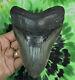 Megalodon Sharks Tooth 5 9/16'' Inch No Restorations Fossil Sharks Teeth Tooth