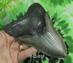 Megalodon Sharks Tooth 5 9/16'' inch NO RESTORATIONS fossil sharks teeth tooth