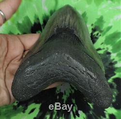 Megalodon Sharks Tooth 5 9/16'' inch NO RESTORATIONS fossil sharks teeth tooth
