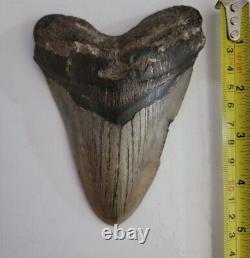 Megalodon Sharks Tooth 5 Inches Beautiful! Fossil Sharks Tooth