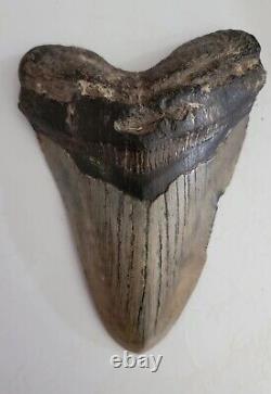 Megalodon Sharks Tooth 5 Inches Beautiful! Fossil Sharks Tooth