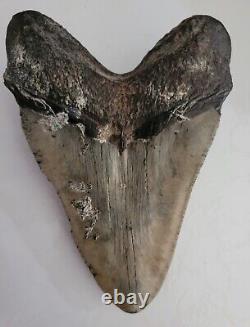 Megalodon Sharks Tooth 5 Inches Beautiful! Fossil Sharks Tooth