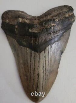 Megalodon Sharks Tooth 5 Inches Beautiful! Fossil Sharks Tooth