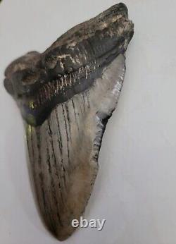 Megalodon Sharks Tooth 5 Inches Beautiful! Fossil Sharks Tooth