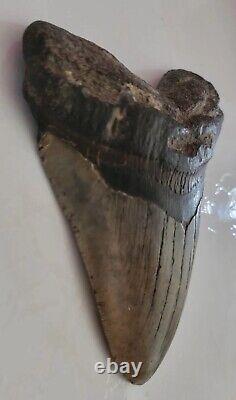 Megalodon Sharks Tooth 5 Inches Beautiful! Fossil Sharks Tooth