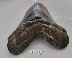 Megalodon Sharks Tooth 5 Inches Beautiful! Fossil Sharks Tooth