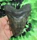 Megalodon Sharks Tooth 5'' Inch No Restorations Fossil Sharks Teeth Tooth
