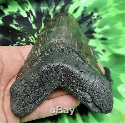 Megalodon Sharks Tooth 5'' inch NO RESTORATIONS fossil sharks teeth tooth