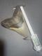 Megalodon Sharks Tooth 6.03 Inch Fossil Sharks Teeth Tooth #0099