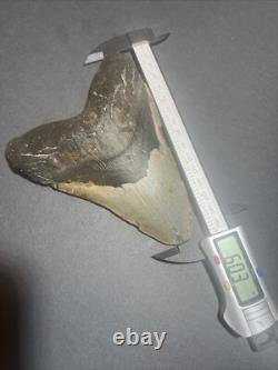 Megalodon Sharks Tooth 6.03 inch fossil sharks teeth tooth #0099