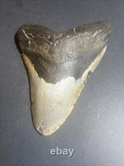 Megalodon Sharks Tooth 6.03 inch fossil sharks teeth tooth #0099