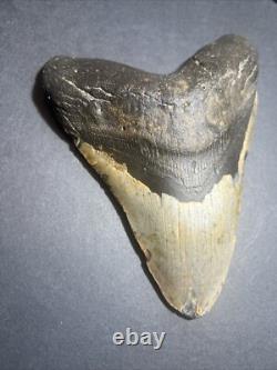 Megalodon Sharks Tooth 6.03 inch fossil sharks teeth tooth #0099