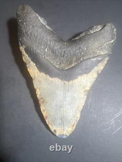 Megalodon Sharks Tooth 6.03 inch fossil sharks teeth tooth #0099