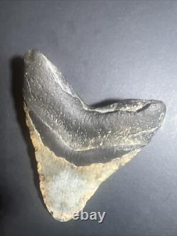 Megalodon Sharks Tooth 6.03 inch fossil sharks teeth tooth #0099