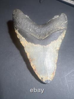 Megalodon Sharks Tooth 6.03 inch fossil sharks teeth tooth #0099