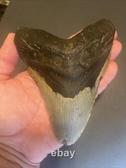 Megalodon Sharks Tooth 6.03 inch fossil sharks teeth tooth #0099