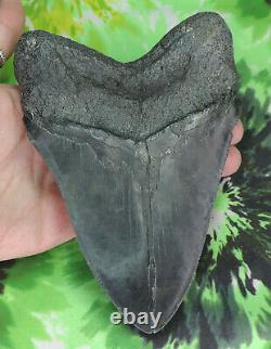 Megalodon Sharks Tooth 6 1/16 inch HUGE! NO RESTORATIONS fossil sharks teeth