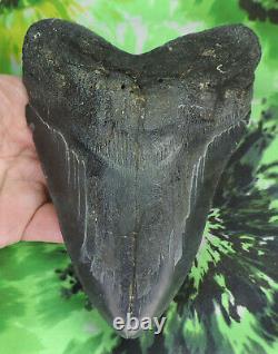 Megalodon Sharks Tooth 6 1/16 inch HUGE! NO RESTORATIONS fossil sharks teeth
