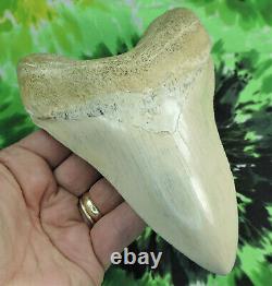 Megalodon Sharks Tooth 6 1/8'' inch CARIBBEAN BEAUTY! Fossil sharks teeth tooth