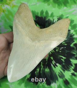 Megalodon Sharks Tooth 6 1/8'' inch CARIBBEAN BEAUTY! Fossil sharks teeth tooth