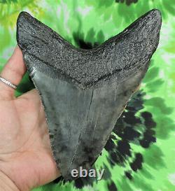 Megalodon Sharks Tooth 6 7/8'' inch MASSIVE fossil sharks teeth tooth