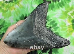 Megalodon Sharks Tooth 6 7/8'' inch MASSIVE fossil sharks teeth tooth