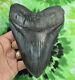 Megalodon Sharks Tooth 6'' Inch Nice! No Restorations Fossil Sharks Teeth Tooth