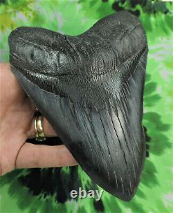 Megalodon Sharks Tooth 6'' inch NICE! NO RESTORATIONS fossil sharks teeth tooth