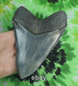 Megalodon Sharks Tooth 6'' inch NICE! NO RESTORATIONS fossil sharks teeth tooth