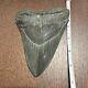 Megalodon Sharks Tooth 6 Inch Very Nice! Dinosaur Fossil Prehistoric