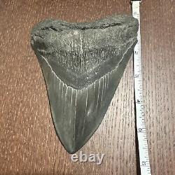 Megalodon Sharks Tooth 6 inch VERY NICE! Dinosaur Fossil Prehistoric