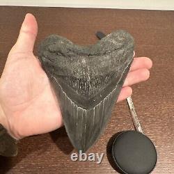 Megalodon Sharks Tooth 6 inch VERY NICE! Dinosaur Fossil Prehistoric