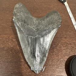 Megalodon Sharks Tooth 6 inch VERY NICE! Dinosaur Fossil Prehistoric