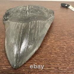 Megalodon Sharks Tooth 6 inch VERY NICE! Dinosaur Fossil Prehistoric