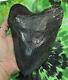 Megalodon Sharks Tooth 7'' Inch/ Fossil Sharks Teeth Tooth