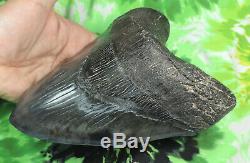 Megalodon Sharks Tooth 7'' inch/ fossil sharks teeth tooth