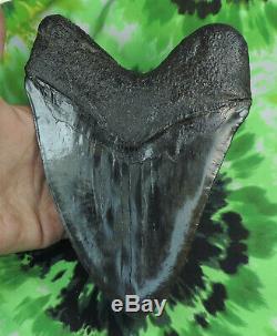 Megalodon Sharks Tooth 7'' inch/ fossil sharks teeth tooth