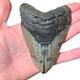 Megalodon Sharks Tooth Fossil 100% Real! 5.10 No Restorations