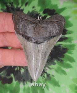 Megalodon Sharks Tooth Pendant BEAUTY! NO RESTORATIONS fossil sharks teeth