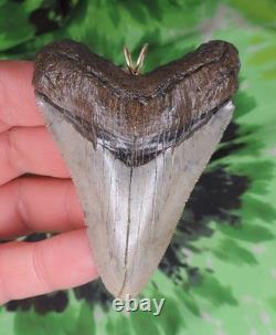 Megalodon Sharks Tooth Pendant BEAUTY NO RESTORATIONS fossil sharks teeth