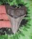 Megalodon Sharks Tooth Pendant Beauty! No Restorations Fossil Sharks Teeth