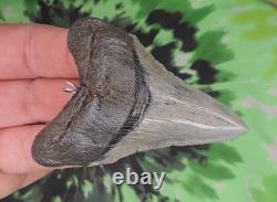 Megalodon Sharks Tooth Pendant BEAUTY! NO RESTORATIONS fossil sharks teeth